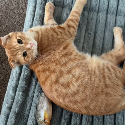 Snoozey™ Self-Heating Pet Bed