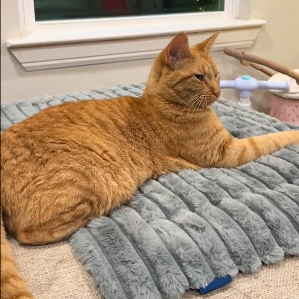 Snoozey™ Self-Heating Pet Bed